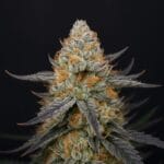 Big Head Seeds Arctic Cherries cannabis plant image 2