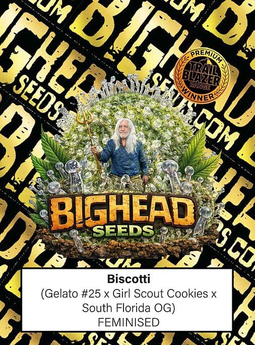 Big Head Seeds Biscotti cannabis plant image 1