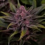 Big Head Seeds Biscotti cannabis plant image 2