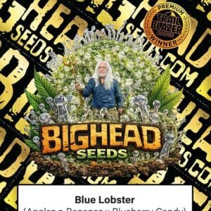 Big Head Seeds Blue Lobster cannabis plant image 1