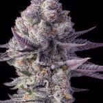 Big Head Seeds Blue Lobster cannabis plant image 2