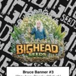 Big Head Seeds Bruce Banner 3 cannabis plant image 1