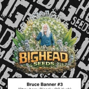 Big Head Seeds Bruce Banner 3 cannabis plant image 1