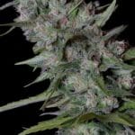 Big Head Seeds Bruce Banner 3 cannabis plant image 2