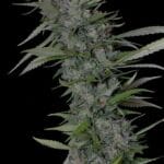 Big Head Seeds Bruce Banner 3 cannabis plant image 3