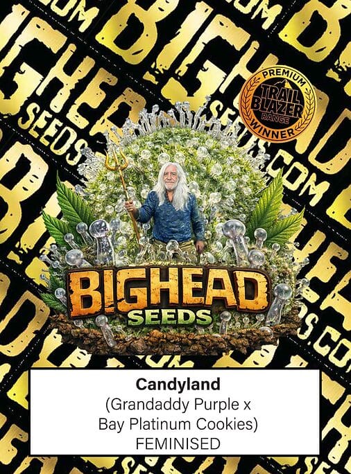 Big Head Seeds Candyland cannabis plant image 1