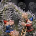 Big Head Seeds Candyland Auto cannabis plant image 2
