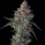 Big Head Seeds Cherry Pie cannabis plant image 2