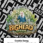 Big Head Seeds Cookie Dawg cannabis plant image 1