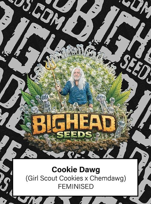 Big Head Seeds Cookie Dawg cannabis plant image 1