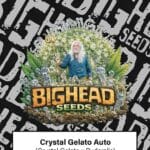 Big Head Seeds Crystal Gelato Auto cannabis plant image 1