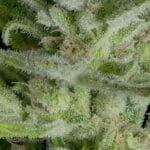 Big Head Seeds Crystal Gelato Auto cannabis plant image 2