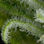 Big Head Seeds Crystal Gelato Auto cannabis plant image 3