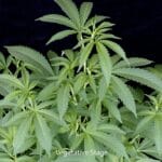 Big Head Seeds DoSiDos cannabis plant image 2