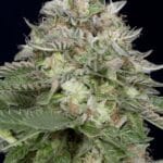 Big Head Seeds DoSiDos cannabis plant image 3