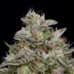 Big Head Seeds DoSiDos cannabis plant image 4