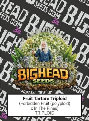 Fruit Tartare TRIPLOID