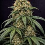 Big Head Seeds Fruit Tartare TRIPLOID cannabis plant image 2