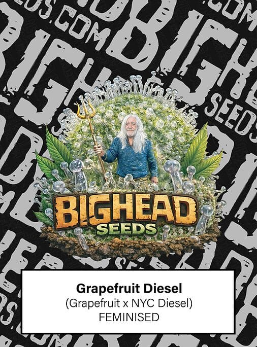 Big Head Seeds Grapefruit Diesel cannabis plant image 1