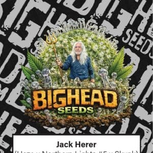 Big Head Seeds Jack Herer cannabis plant image 1