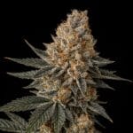 Big Head Seeds Jelly Breath cannabis plant image 2