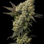 Big Head Seeds Lemon Squeeze cannabis plant image 2