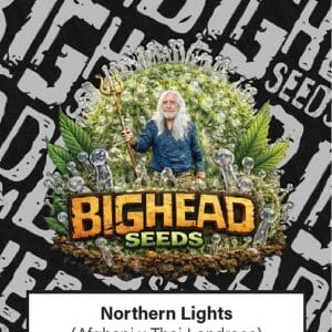 Big Head Seeds Northern Lights cannabis plant image 1