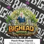 Big Head Seeds Peach Ringz TRIPLOID cannabis plant image 1