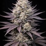 Big Head Seeds Peach Ringz TRIPLOID cannabis plant image 2