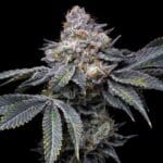 Big Head Seeds Permanent Marker cannabis plant image 2