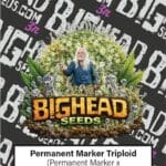 Big Head Seeds Permanent Marker TRIPLOID cannabis plant image 1