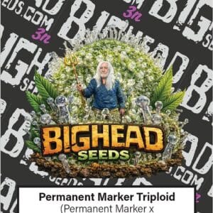 Big Head Seeds Permanent Marker TRIPLOID cannabis plant image 1