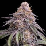 Big Head Seeds Permanent Marker TRIPLOID cannabis plant image 2