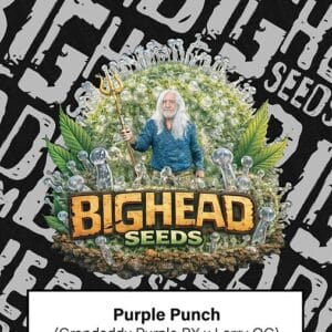 Big Head Seeds Purple Punch cannabis plant image 1