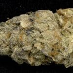 Big Head Seeds Purple Punch cannabis plant image 2