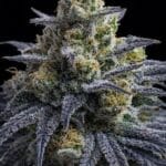 Big Head Seeds Rotten Apple TRIPLOID cannabis plant image 2