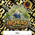 Big Head Seeds RS11 cannabis plant image 1