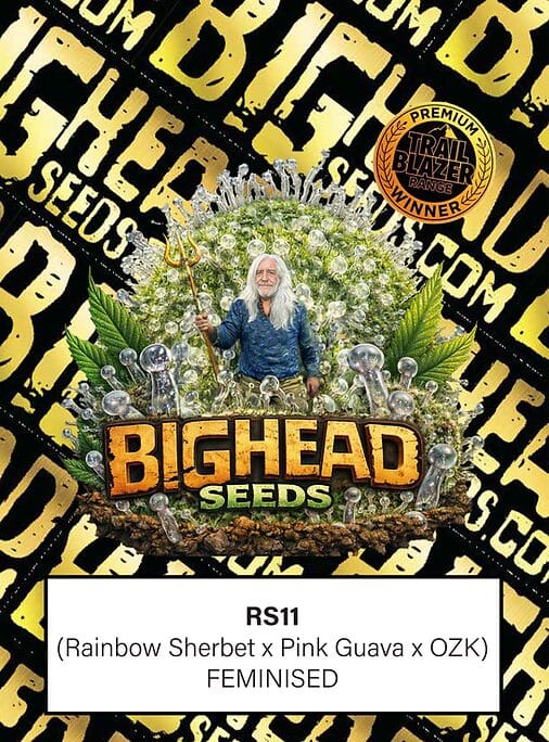 Big Head Seeds RS11 cannabis plant image 1