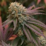 Big Head Seeds RS11 cannabis plant image 2