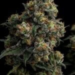 Big Head Seeds Scotch Soda cannabis plant image 2