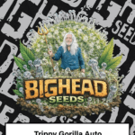 Big Head Seeds Trippy Gorilla Auto cannabis plant image 1