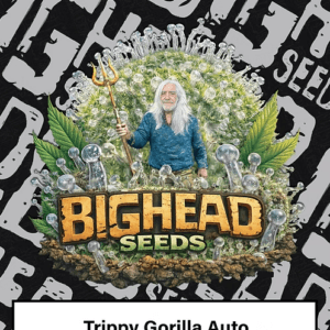 Big Head Seeds Trippy Gorilla Auto cannabis plant image 1