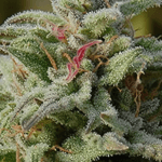 Big Head Seeds Trippy Gorilla Auto cannabis plant image 2
