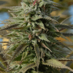 Big Head Seeds Trippy Gorilla Auto cannabis plant image 3