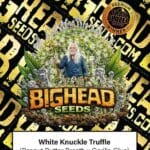 Big Head Seeds White Knuckle Truffle cannabis plant image 1