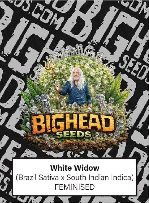 Big Head Seeds White Widow cannabis plant image 1