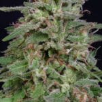 Big Head Seeds White Widow cannabis plant image 2