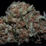 Big Head Seeds Zkittles cannabis plant image 2