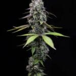Big Head Seeds Zoap cannabis plant image 2