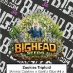 Big Head Seeds Zookies TRIPLOID cannabis plant image 1